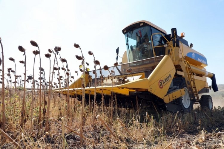 Bursa'da ay&ccedil;i&ccedil;ek hasadı yapılıyor