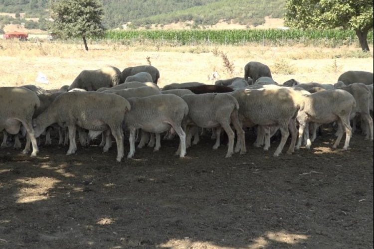 Bursa'da meralar koruma altında