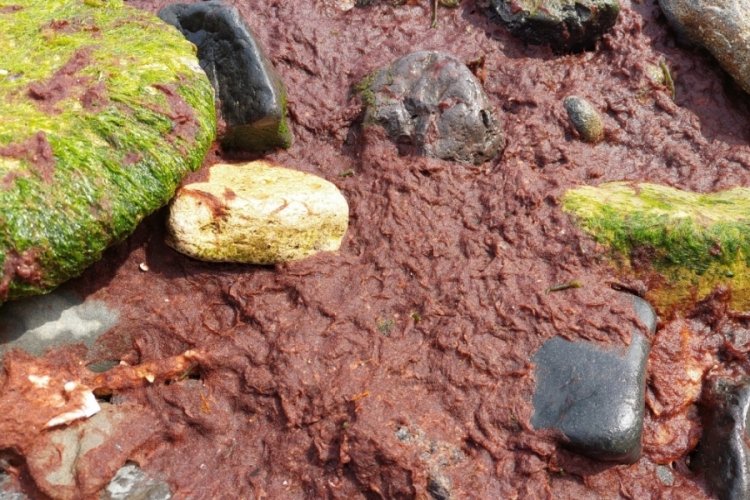 Tekirdağ kıyıları kırmızı yosunla kaplandı