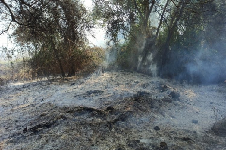 Bursa'da İznik G&ouml;l&uuml; kenarında &ccedil;ıkan yangında 15 d&ouml;n&uuml;m arazi k&uuml;le d&ouml;nd&uuml;