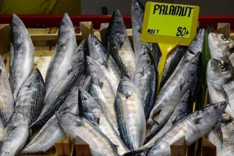 Sezonun ilk palamutları fiyatıyla da y&uuml;zleri g&uuml;ld&uuml;rd&uuml;!