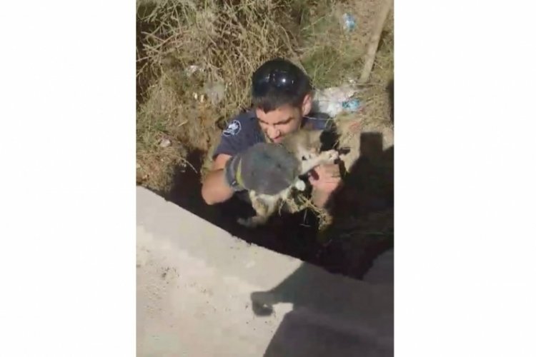 Elazığ'da kuyuya d&uuml;şen yavru kedi, itfaiye ekipleri tarafından kurtarıldı