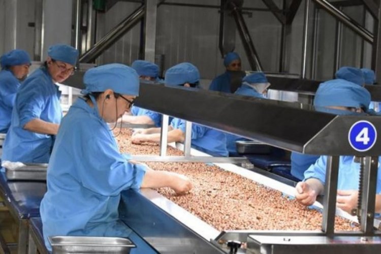T&uuml;rk fındığı ihracat yolunda! Hedef 280 bin ton