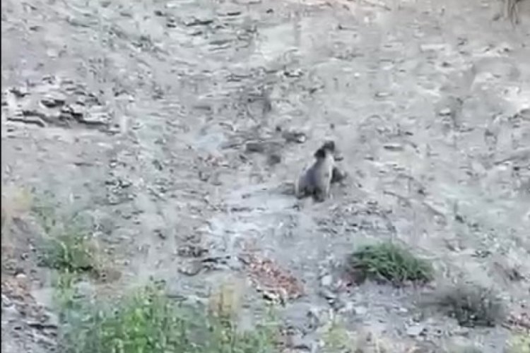 Kastamonu'da ayılar karayollarında g&ouml;r&uuml;nt&uuml;lendi