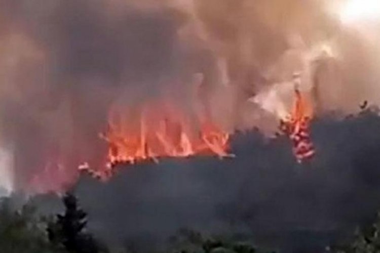 Kocaeli'de orman yangını! Ekipler sevk edildi