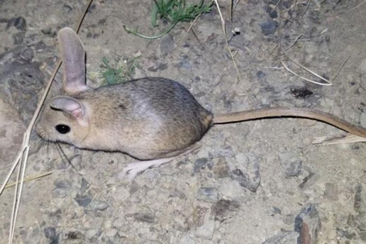 Erzincan'da Arap tavşanı g&ouml;r&uuml;ld&uuml;