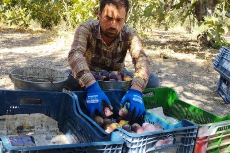 Bursa'da siyah incirin fiyatı &uuml;reticiyi tatmin etmiyor