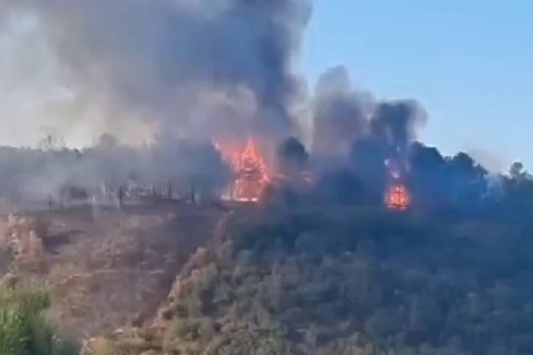 İstanbul'da orman yangını!