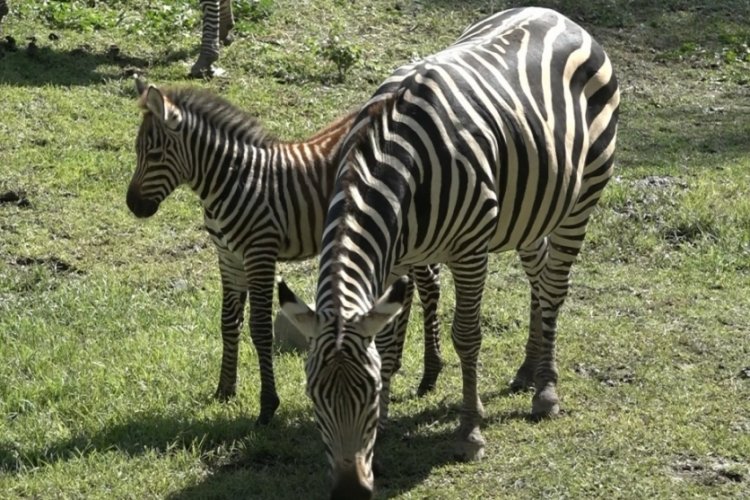 Bursa Hayvanat Bah&ccedil;esi'nin zebra ailesine 3 yeni &uuml;ye katıldı