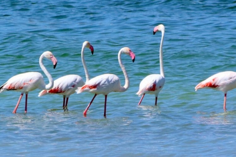 Flamingolar kuruma tehlikesi bulunan Burdur G&ouml;l&uuml;'nde