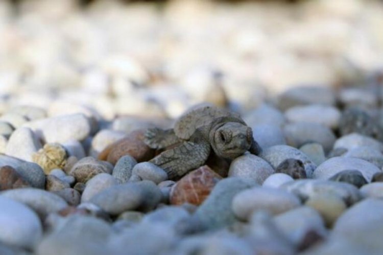 Antalya &Ccedil;ıralı'da denizle buluşan yavru caretta sayısı y&uuml;zde 38 arttı