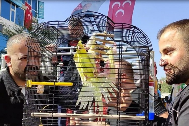 Ardahan'da ka&ccedil;an 'Limon' adlı sultan papağanı, 3 g&uuml;nl&uuml;k aramanın ardından kurtarıldı