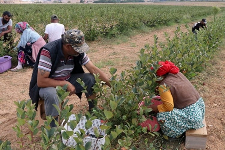 Edirne'de 's&uuml;per meyve'nin hasadı başladı