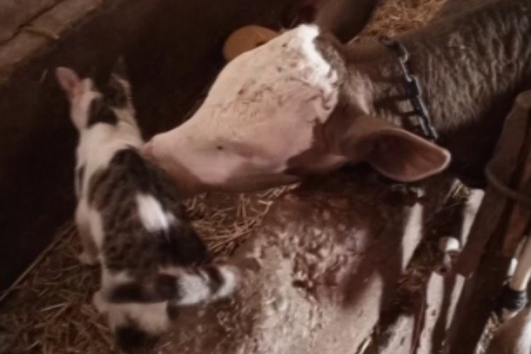 Eskişehir'de kedi ile buzağının dostluğu g&uuml;l&uuml;msetti