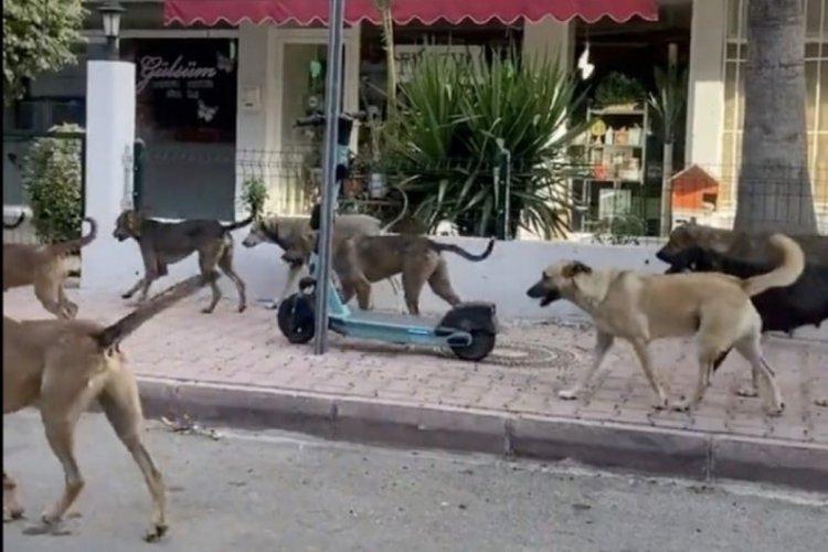 Antalya'da s&uuml;r&uuml; halinde gezen k&ouml;pekler tehdit oluşturdu...