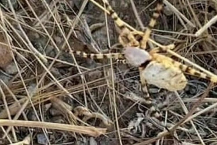 Elazığ'da g&ouml;r&uuml;ld&uuml;! Bir kez ısırması bile &ouml;ld&uuml;rebiliyor