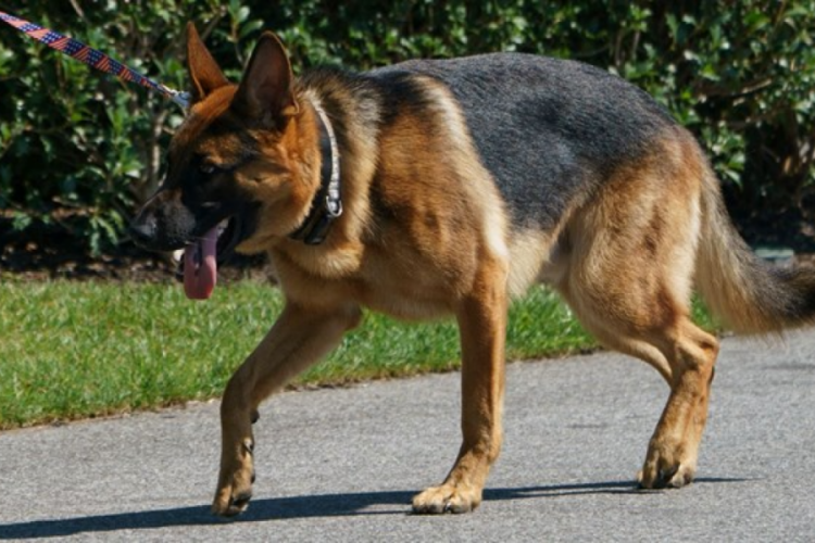 Joe Biden'ın k&ouml;peği Gizli Servis personelini ısırdı