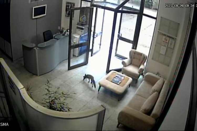Bursa'da tilki ortalığı birbirine kattı!