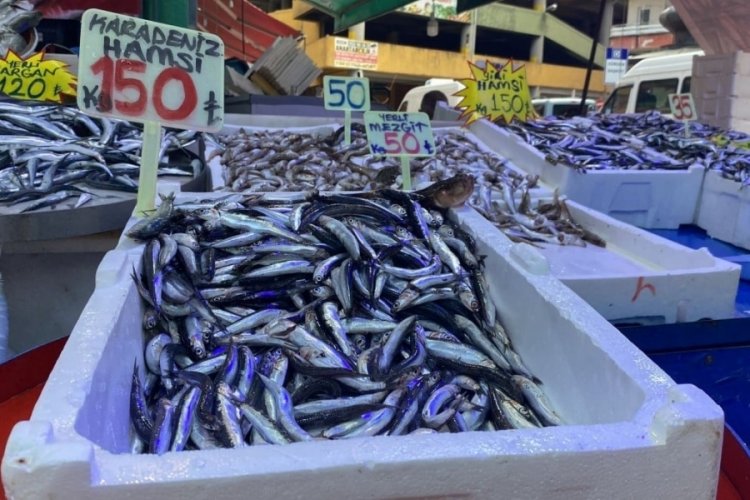 Karadeniz'de 'aşırı avlanma' nedeniyle hamsi tehlikede