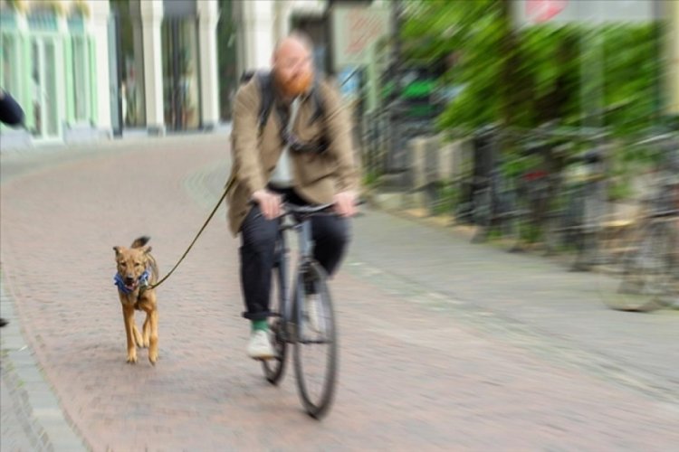 Hollanda'da sokağa dışkılayan k&ouml;pekler ve sahipleri DNA testiyle bulunacak