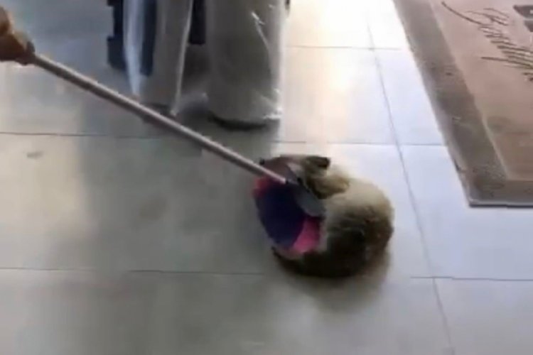 Elazığ'da d&uuml;kkana giren tilki &ouml;l&uuml; taklidi yaptı!