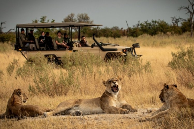 Safari parkta aslanın saldırdığı hayvan bakıcısı &ouml;ld&uuml;