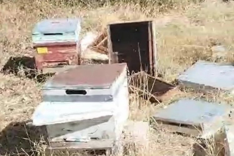 Van'da ayılar arı kovanlarına saldırdı!