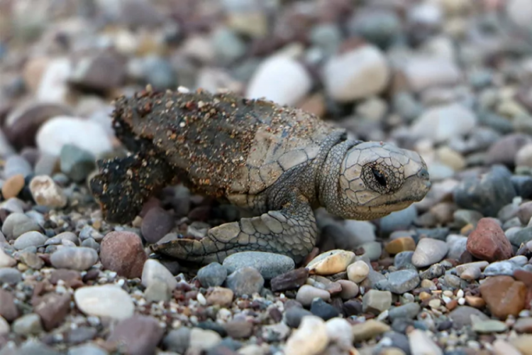 Antalya'da 5 bin 300'&uuml; aşkın yavru caretta caretta denizle buluştu