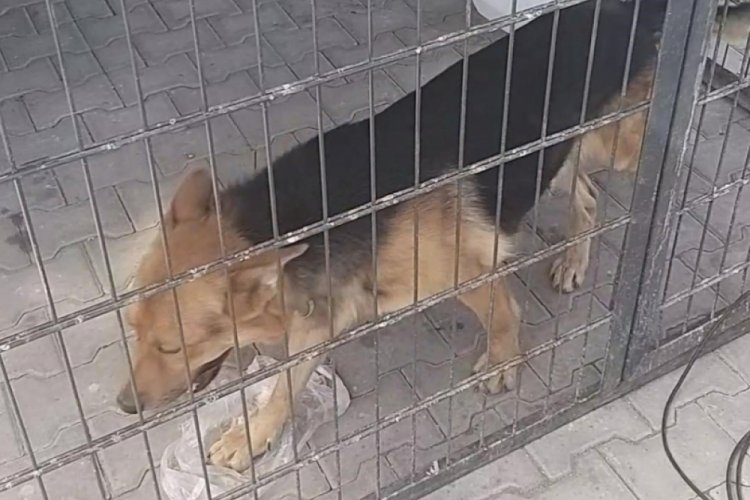 Gence saldıran k&ouml;pek yakalandı, bakıcısına işlem yapıldı
