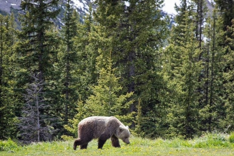 Kanada'da ulusal parkta bozayı saldırısı! 2 &ouml;l&uuml;