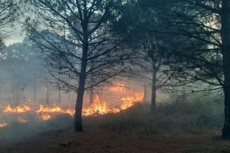 &Ccedil;anakkale'de orman yangını