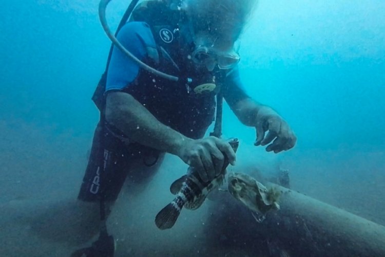Antalya'da kurtarılan Lagos balığı: Hayat veren dokunuş