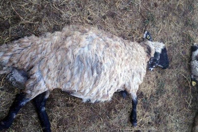 Bitlis'te yıldırım d&uuml;şt&uuml;! 25 koyun telef oldu