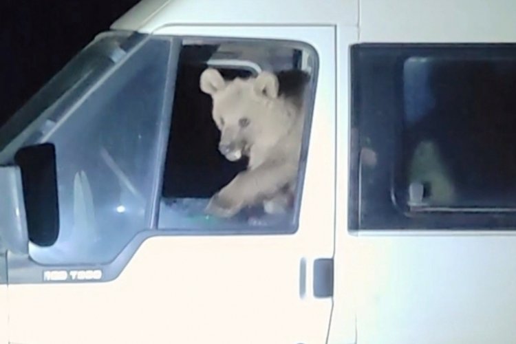 Bitlis'te ayılar a&ccedil; kalınca minib&uuml;s&uuml;n i&ccedil;ine girerek yiyecek aradı