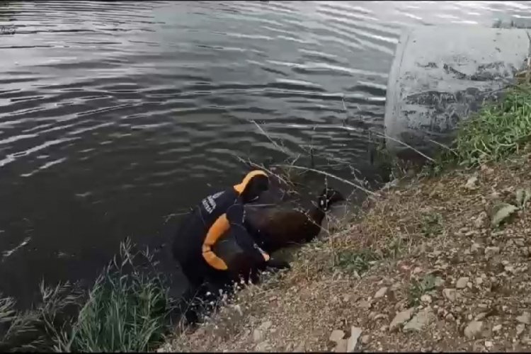 Sokak k&ouml;peklerinden ka&ccedil;an 16 koyun dereye d&uuml;şt&uuml;