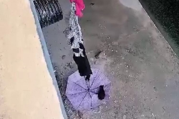 Tokat'ta şemsiye ve kıyafetle kedi kurtarma operasyonu