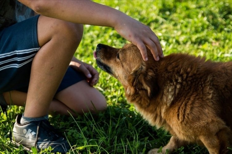 Almanya'da k&ouml;pek vergisi! Belediyeler rekor gelir elde etti