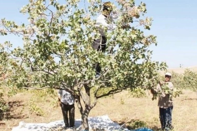 Diyarbakır'da fıstık &uuml;retimi doludan etkilendi
