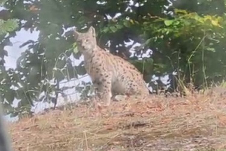 Tokat'ta nesli t&uuml;kenme tehlikesi altında olan vaşak g&ouml;r&uuml;nt&uuml;lendi