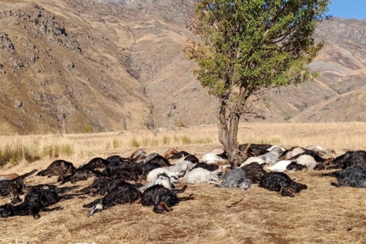 Hakkari'de yıldırım d&uuml;şmesi sonucu 62 k&uuml;&ccedil;&uuml;kbaş telef oldu