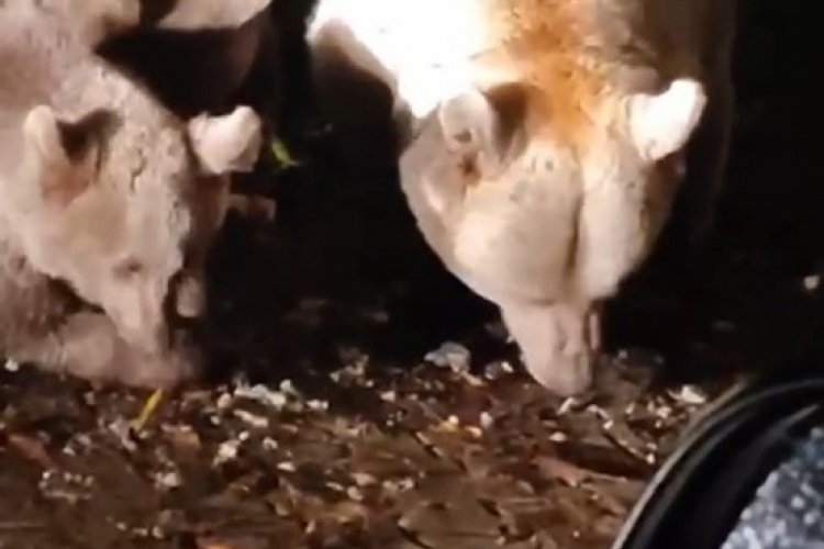 Bursa'da anne ayı ve yavruları vatandaşlar tarafından besleniyor