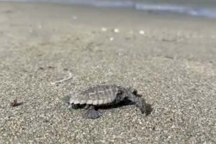 &Ccedil;anakkale'de Caretta Caretta yuvası bulundu