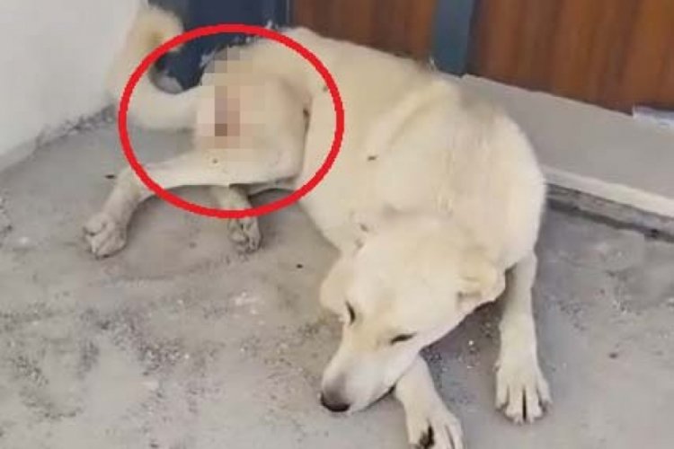 Kayseri'de &ouml;rdek ve tavuklarını yedikleri iddiasıyla 2 sokak k&ouml;peğini av t&uuml;feğiyle vurdu!