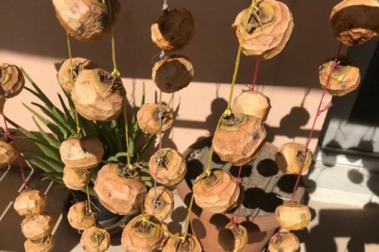 Denizli'de cennet hurmaları satışa hazır hale getirilmek i&ccedil;in kurutuluyor