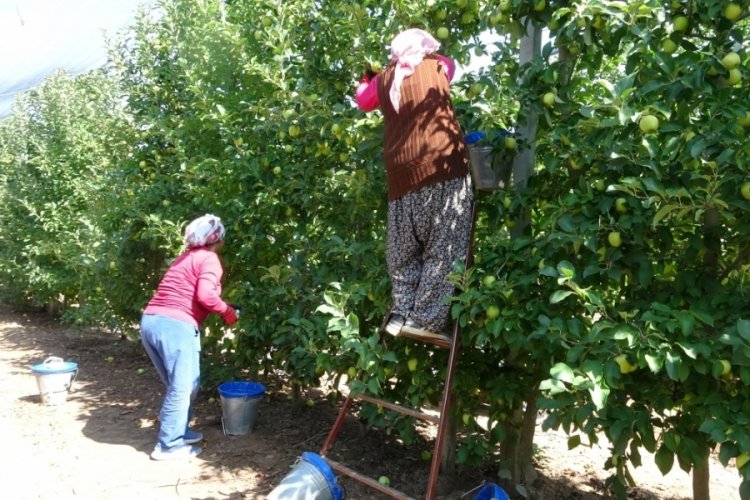 Isparta'da 1 milyon 250 bin ton elma rekoltesi bekleniyor