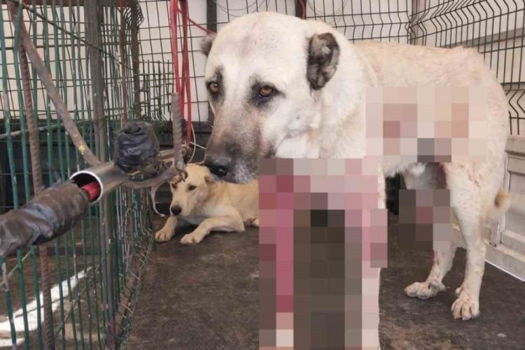 Kayseri'de bir şahıs pompalı t&uuml;fekle dehşet sa&ccedil;tı