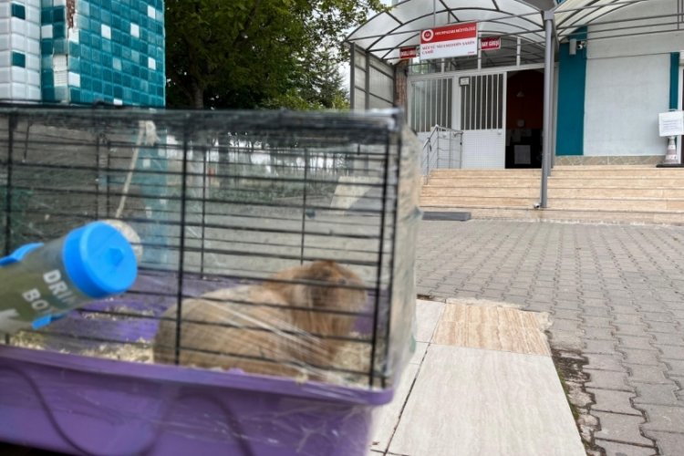 Eskişehir'de camiye bırakılan hamster tepkiye yol a&ccedil;tı