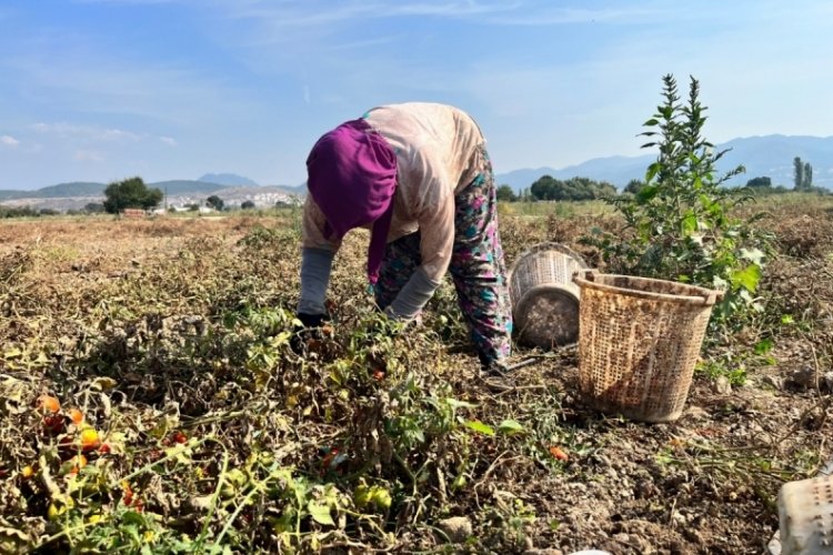Balıkesir'de domates &uuml;retiminde rekolte d&uuml;ş&uuml;ş: Fiyatlar &ccedil;ift&ccedil;iyi tedirgin ediyor