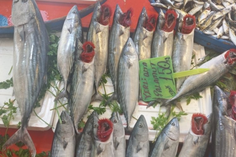 Bursa'da pazar tezgahlarında balık fiyatları ne durumda?