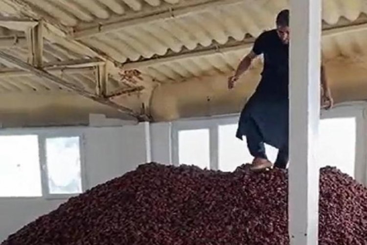 Malatya'da ayakkabıyla kayısılara basan &uuml;reticiye 10 bin TL ceza